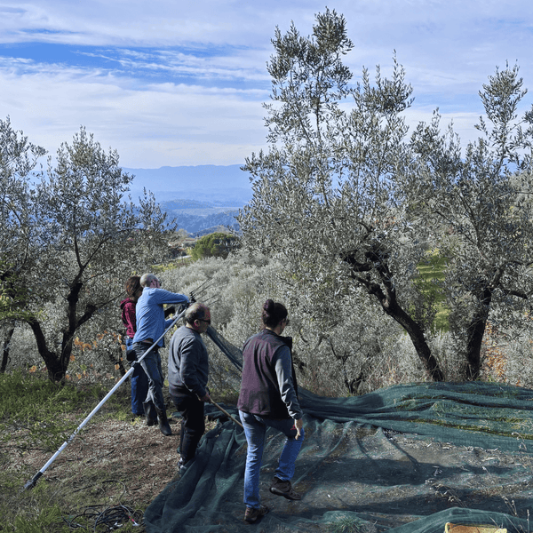 Luxury wellness retreat and immersion experience